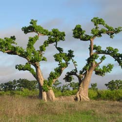 Baobá